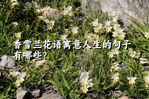 香雪兰花语寓意人生的句子有哪些？