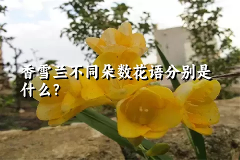 香雪兰不同朵数花语分别是什么？