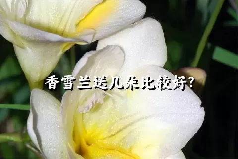 香雪兰送几朵比较好？