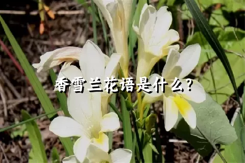 香雪兰花语是什么？