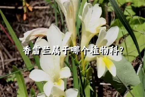 香雪兰属于哪个植物科？