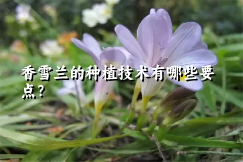 香雪兰的种植技术有哪些要点？