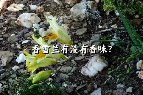 香雪兰有没有香味？