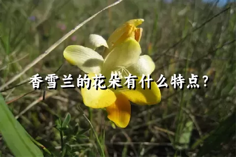 香雪兰的花朵有什么特点？