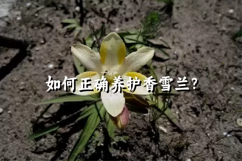 如何正确养护香雪兰？