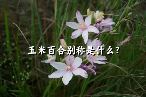 玉米百合别称是什么？