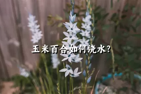 玉米百合如何浇水？