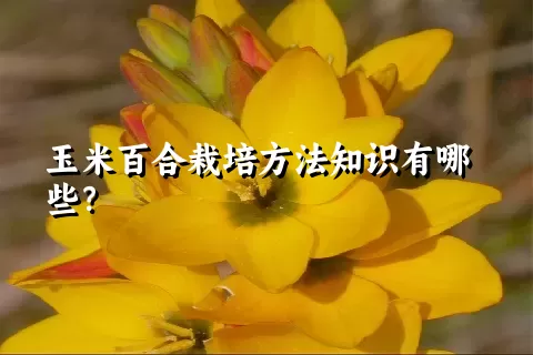 玉米百合栽培方法知识有哪些？