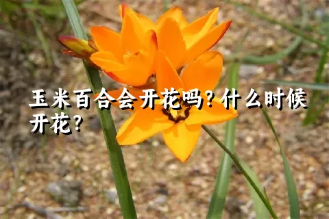 玉米百合会开花吗？什么时候开花？