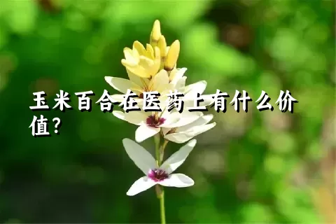 玉米百合在医药上有什么价值？