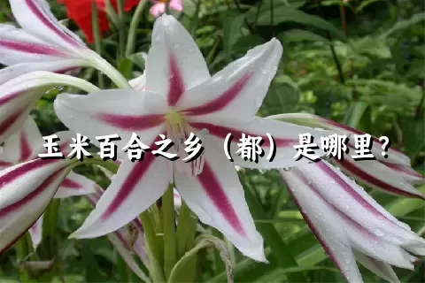 玉米百合之乡（都）是哪里？