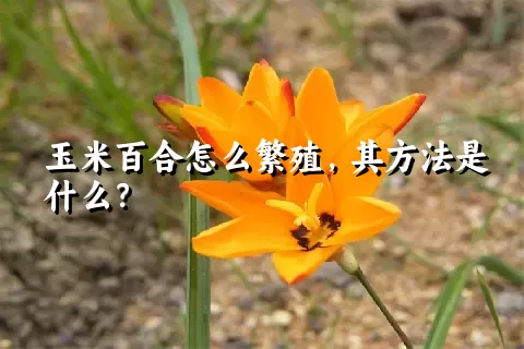 玉米百合怎么繁殖，其方法是什么？