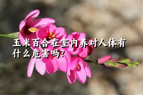 玉米百合在室内养对人体有什么危害吗？