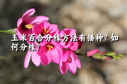 玉米百合分株方法有播种？如何分株？