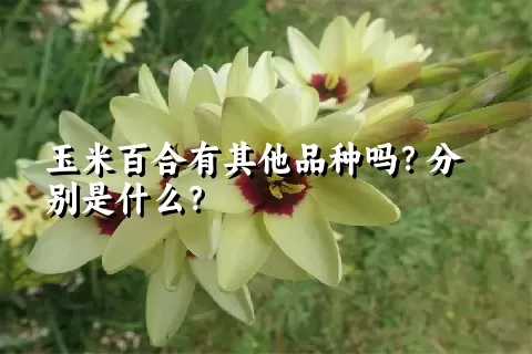 玉米百合有其他品种吗？分别是什么？