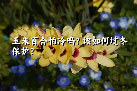 玉米百合怕冷吗？该如何过冬保护？