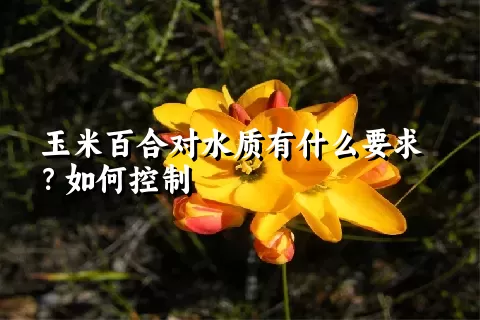 玉米百合对水质有什么要求？如何控制