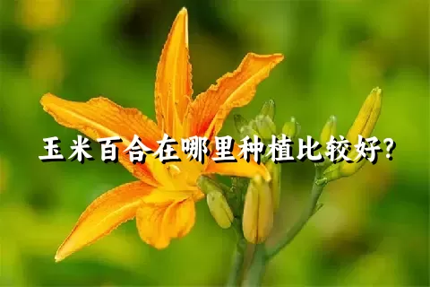 玉米百合在哪里种植比较好？