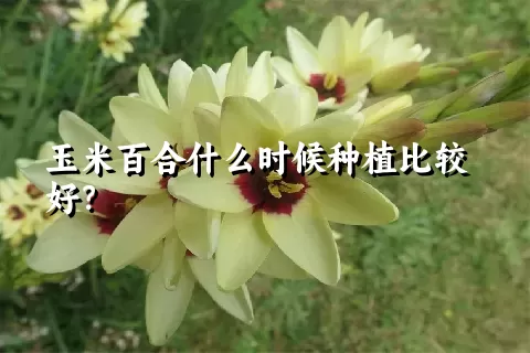 玉米百合什么时候种植比较好？