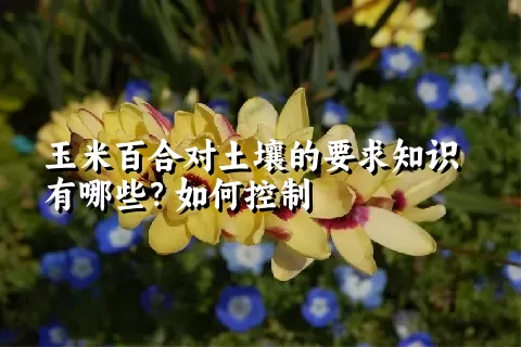 玉米百合对土壤的要求知识有哪些？如何控制