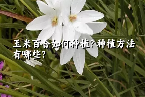 玉米百合如何种植？种植方法有哪些？