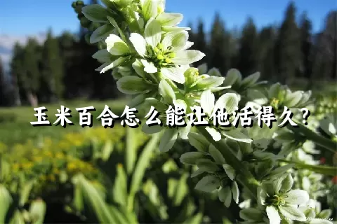 玉米百合怎么能让他活得久？