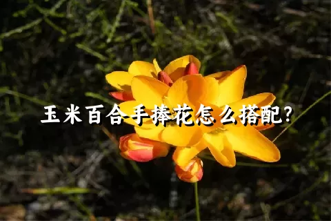 玉米百合手捧花怎么搭配？