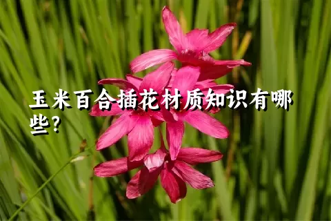 玉米百合插花材质知识有哪些？