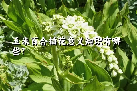 玉米百合插花意义知识有哪些？