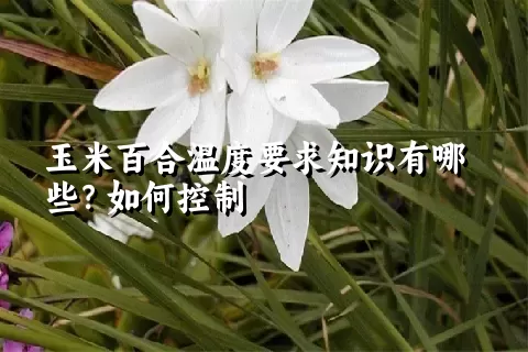 玉米百合温度要求知识有哪些？如何控制