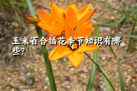 玉米百合插花季节知识有哪些？