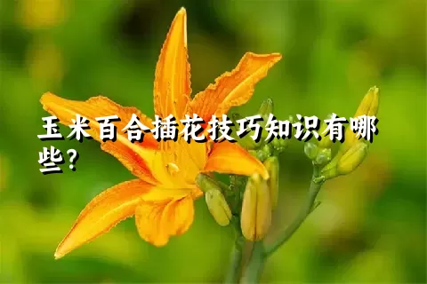 玉米百合插花技巧知识有哪些？