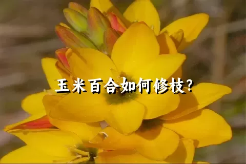 玉米百合如何修枝？