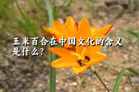 玉米百合在中国文化的含义是什么？