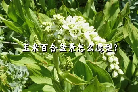 玉米百合盆景怎么造型？