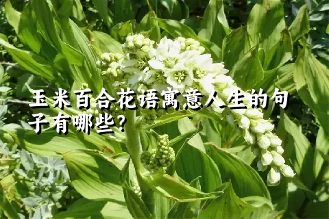 玉米百合花语寓意人生的句子有哪些？