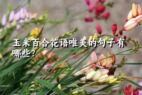 玉米百合花语唯美的句子有哪些？