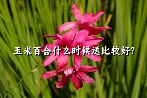 玉米百合什么时候送比较好？