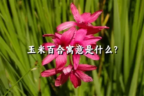 玉米百合寓意是什么？