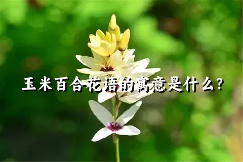 玉米百合花语的寓意是什么？