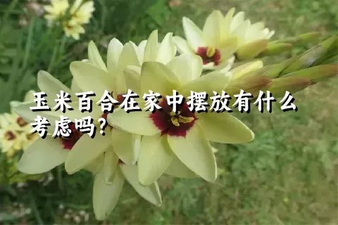 玉米百合在家中摆放有什么考虑吗？