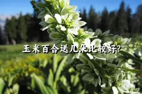 玉米百合送几朵比较好？