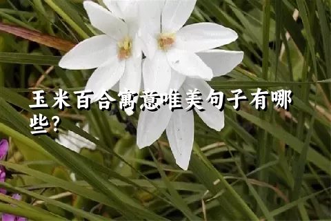 玉米百合寓意唯美句子有哪些？