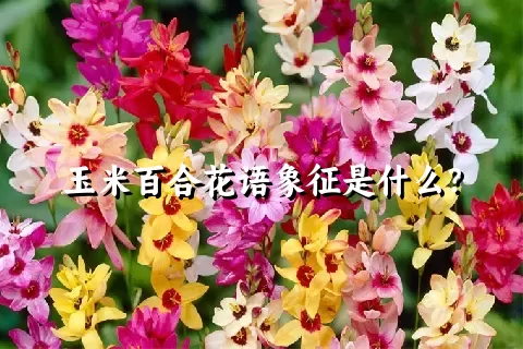 玉米百合花语象征是什么？