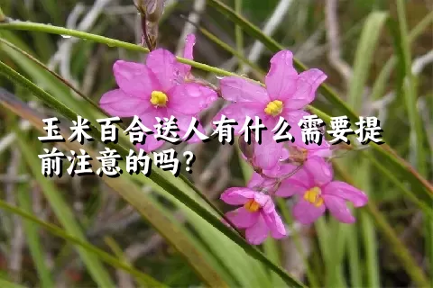 玉米百合送人有什么需要提前注意的吗？