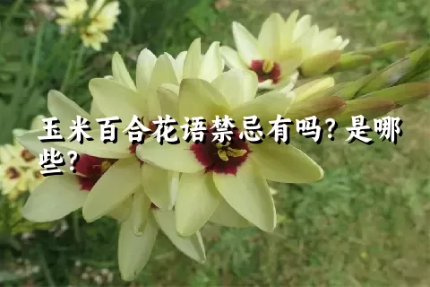 玉米百合花语禁忌有吗？是哪些？