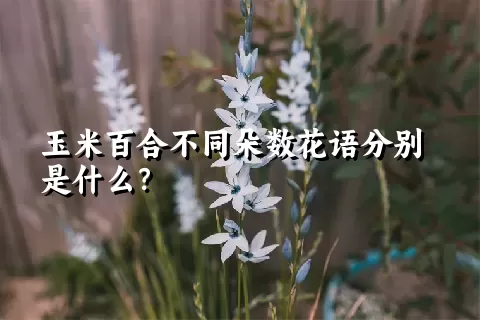 玉米百合不同朵数花语分别是什么？