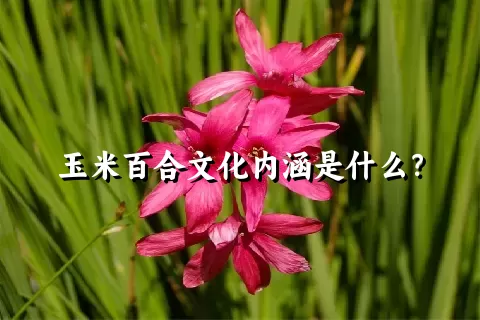 玉米百合文化内涵是什么？