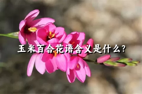 玉米百合花语含义是什么？