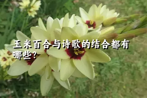 玉米百合与诗歌的结合都有哪些？